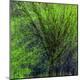 Premium Photographic Print