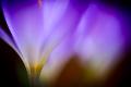 Premium Photographic Print