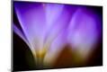 Premium Photographic Print