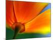 Premium Photographic Print
