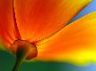 Premium Photographic Print