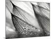 Premium Photographic Print