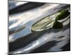 Premium Photographic Print