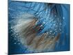 Premium Photographic Print