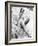 Ursula Andress (1936-)-null-Framed Giclee Print