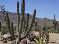 Cactus Plants, Arizona, United States of America, North America-Ursula Gahwiler-Photographic Print