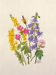 Knapweed, Ox-Eye Daisy and Toad Flax-Ursula Hodgson-Framed Giclee Print