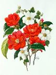 Camellia Adolf Audusson-Ursula Hodgson-Giclee Print