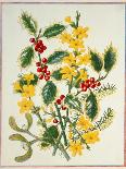 Holly, Winter Jasmine, Heath and Mistletoe-Ursula Hodgson-Giclee Print