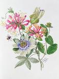 Honeysuckle and Passion Flower-Ursula Hodgson-Giclee Print