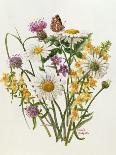 Knapweed, Ox-Eye Daisy and Toad Flax-Ursula Hodgson-Framed Giclee Print