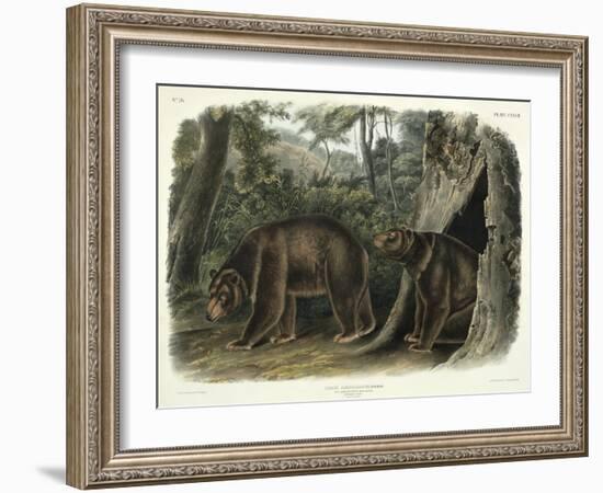 Ursus Americanus, Var. Cinnamonum (Cinnamon Bear), Plate 127 from 'Quadrupeds of North America',…-John Woodhouse Audubon-Framed Giclee Print