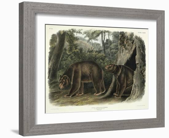 Ursus Americanus, Var. Cinnamonum (Cinnamon Bear), Plate 127 from 'Quadrupeds of North America',…-John Woodhouse Audubon-Framed Giclee Print