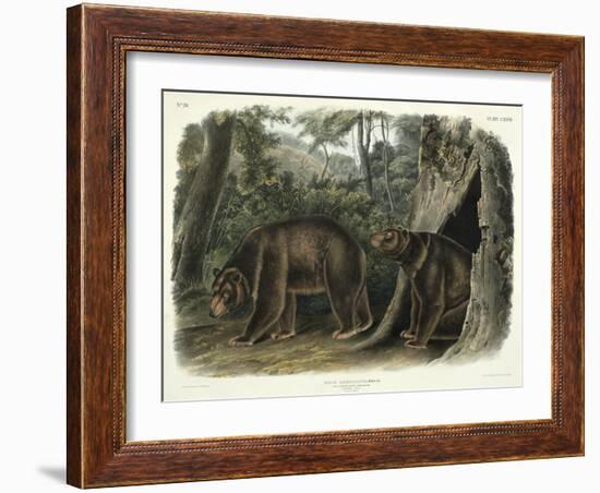 Ursus Americanus, Var. Cinnamonum (Cinnamon Bear), Plate 127 from 'Quadrupeds of North America',…-John Woodhouse Audubon-Framed Giclee Print