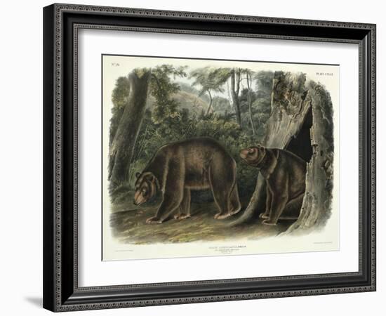 Ursus Americanus, Var. Cinnamonum (Cinnamon Bear), Plate 127 from 'Quadrupeds of North America',…-John Woodhouse Audubon-Framed Giclee Print