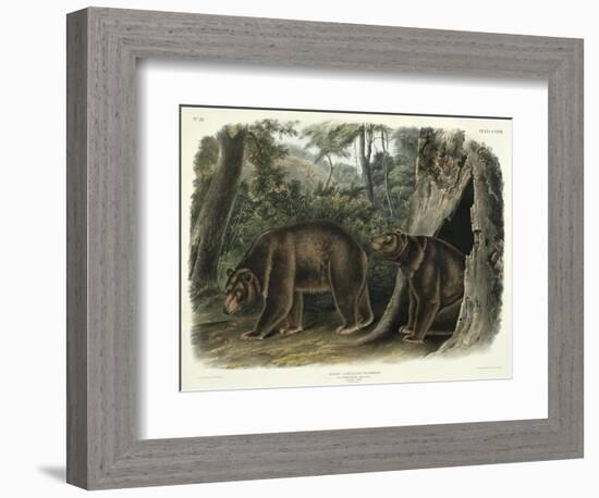 Ursus Americanus, Var. Cinnamonum (Cinnamon Bear), Plate 127 from 'Quadrupeds of North America',…-John Woodhouse Audubon-Framed Giclee Print