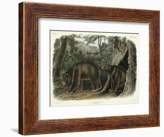 Ursus Americanus, Var. Cinnamonum (Cinnamon Bear), Plate 127 from 'Quadrupeds of North America',…-John Woodhouse Audubon-Framed Giclee Print