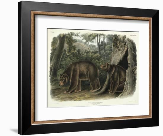 Ursus Americanus, Var. Cinnamonum (Cinnamon Bear), Plate 127 from 'Quadrupeds of North America',…-John Woodhouse Audubon-Framed Giclee Print