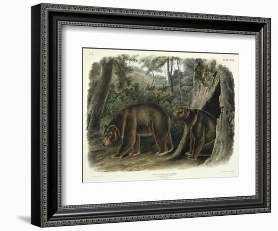 Ursus Americanus, Var. Cinnamonum (Cinnamon Bear), Plate 127 from 'Quadrupeds of North America',…-John Woodhouse Audubon-Framed Giclee Print