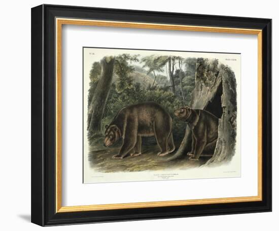 Ursus Americanus, Var. Cinnamonum (Cinnamon Bear), Plate 127 from 'Quadrupeds of North America',…-John Woodhouse Audubon-Framed Giclee Print