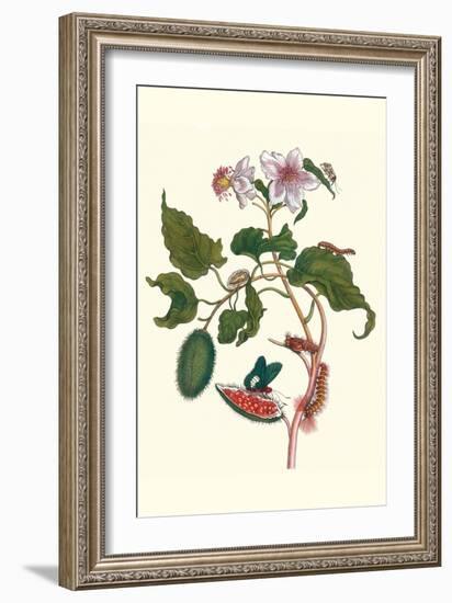 Urucu Tree a Phidias Firetip Butterfly-Maria Sibylla Merian-Framed Art Print
