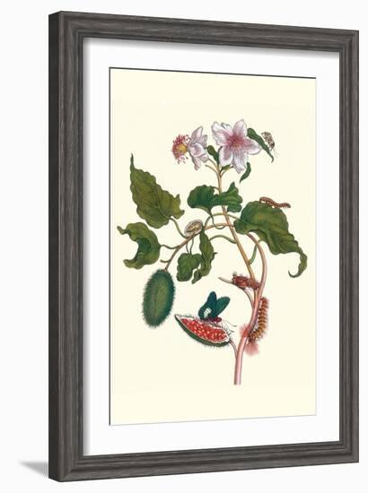 Urucu Tree a Phidias Firetip Butterfly-Maria Sibylla Merian-Framed Art Print