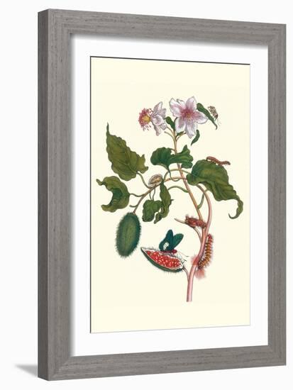 Urucu Tree a Phidias Firetip Butterfly-Maria Sibylla Merian-Framed Art Print