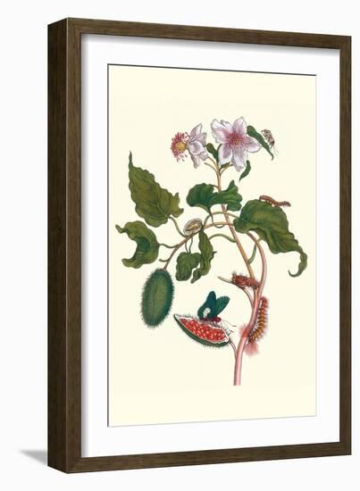 Urucu Tree a Phidias Firetip Butterfly-Maria Sibylla Merian-Framed Art Print