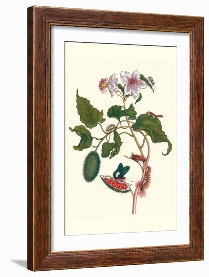 Urucu Tree a Phidias Firetip Butterfly-Maria Sibylla Merian-Framed Art Print