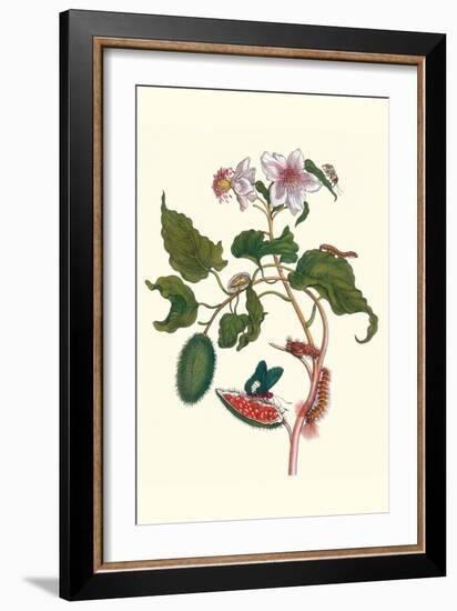Urucu Tree a Phidias Firetip Butterfly-Maria Sibylla Merian-Framed Art Print