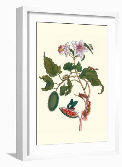 Urucu Tree a Phidias Firetip Butterfly-Maria Sibylla Merian-Framed Art Print