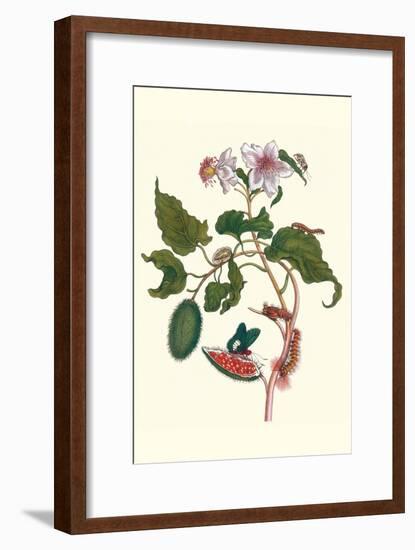 Urucu Tree a Phidias Firetip Butterfly-Maria Sibylla Merian-Framed Art Print