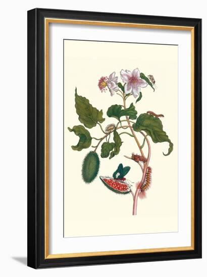 Urucu Tree a Phidias Firetip Butterfly-Maria Sibylla Merian-Framed Art Print