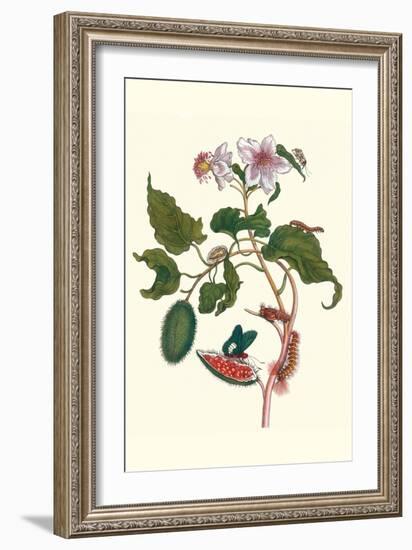 Urucu Tree a Phidias Firetip Butterfly-Maria Sibylla Merian-Framed Premium Giclee Print