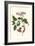 Urucu Tree a Phidias Firetip Butterfly-Maria Sibylla Merian-Framed Premium Giclee Print