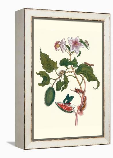 Urucu Tree a Phidias Firetip Butterfly-Maria Sibylla Merian-Framed Stretched Canvas