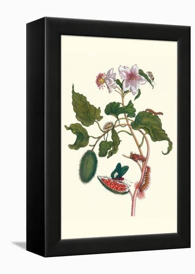 Urucu Tree a Phidias Firetip Butterfly-Maria Sibylla Merian-Framed Stretched Canvas