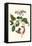 Urucu Tree a Phidias Firetip Butterfly-Maria Sibylla Merian-Framed Stretched Canvas