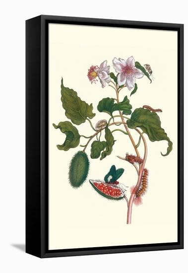 Urucu Tree a Phidias Firetip Butterfly-Maria Sibylla Merian-Framed Stretched Canvas