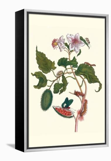 Urucu Tree a Phidias Firetip Butterfly-Maria Sibylla Merian-Framed Stretched Canvas