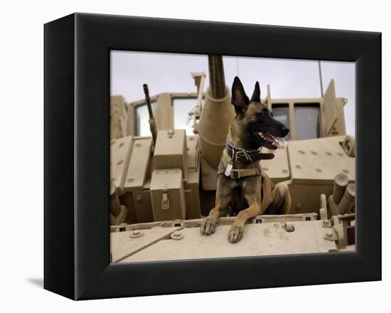 US Air Force Military Working Dog Sits on a US Army M2A3 Bradley Fighting Vehicle-Stocktrek Images-Framed Premier Image Canvas