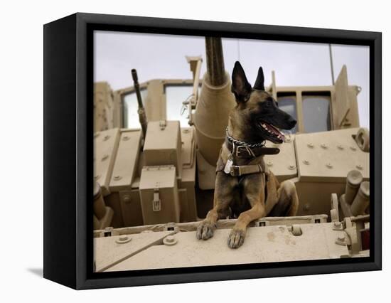 US Air Force Military Working Dog Sits on a US Army M2A3 Bradley Fighting Vehicle-Stocktrek Images-Framed Premier Image Canvas