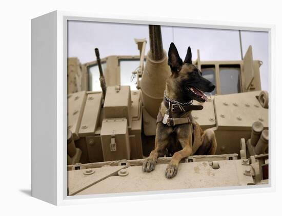 US Air Force Military Working Dog Sits on a US Army M2A3 Bradley Fighting Vehicle-Stocktrek Images-Framed Premier Image Canvas