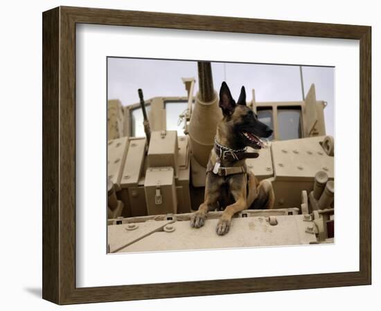 US Air Force Military Working Dog Sits on a US Army M2A3 Bradley Fighting Vehicle-Stocktrek Images-Framed Photographic Print