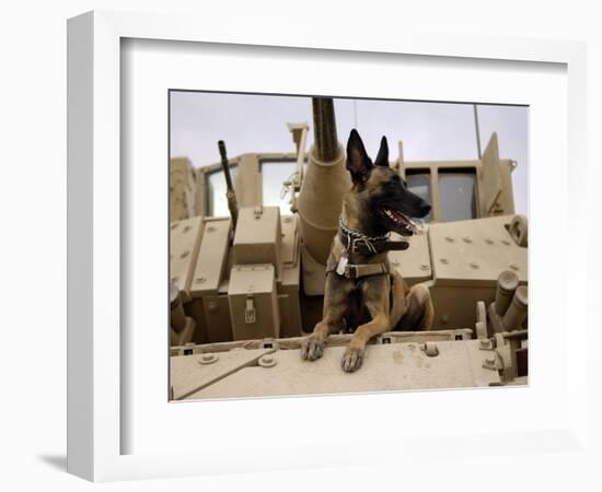 US Air Force Military Working Dog Sits on a US Army M2A3 Bradley Fighting Vehicle-Stocktrek Images-Framed Photographic Print