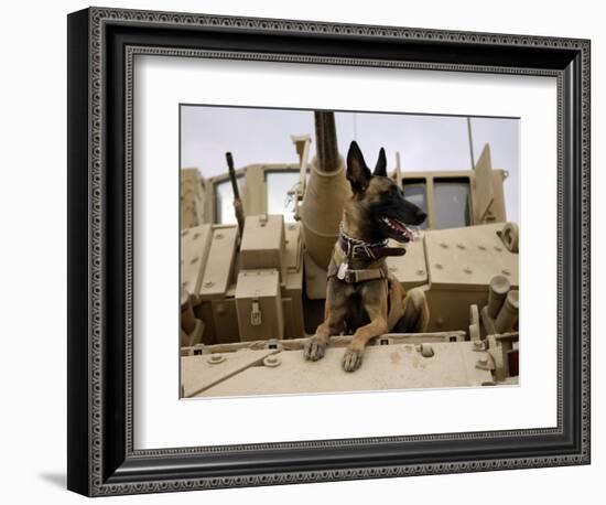 US Air Force Military Working Dog Sits on a US Army M2A3 Bradley Fighting Vehicle-Stocktrek Images-Framed Photographic Print