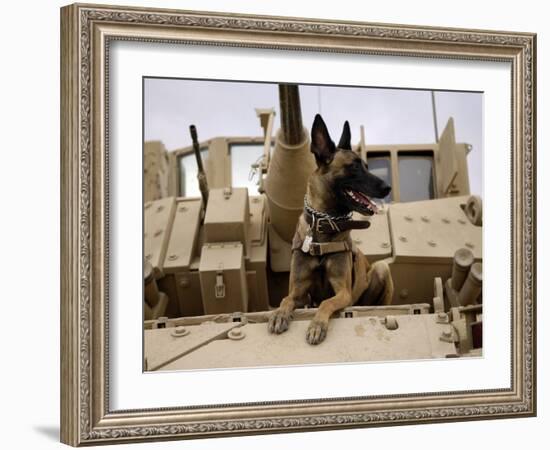 US Air Force Military Working Dog Sits on a US Army M2A3 Bradley Fighting Vehicle-Stocktrek Images-Framed Photographic Print