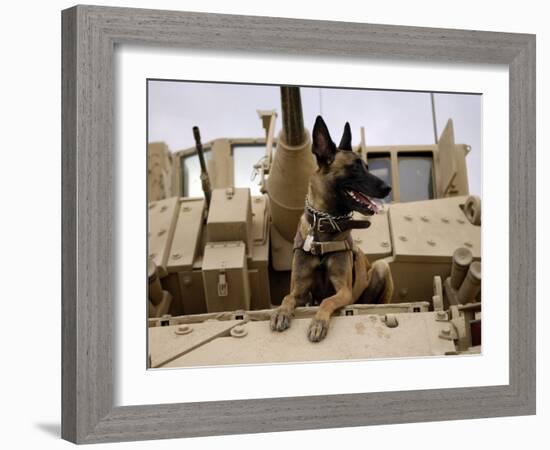 US Air Force Military Working Dog Sits on a US Army M2A3 Bradley Fighting Vehicle-Stocktrek Images-Framed Photographic Print