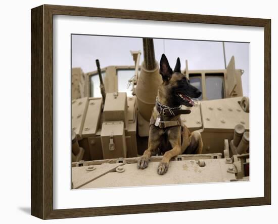 US Air Force Military Working Dog Sits on a US Army M2A3 Bradley Fighting Vehicle-Stocktrek Images-Framed Photographic Print