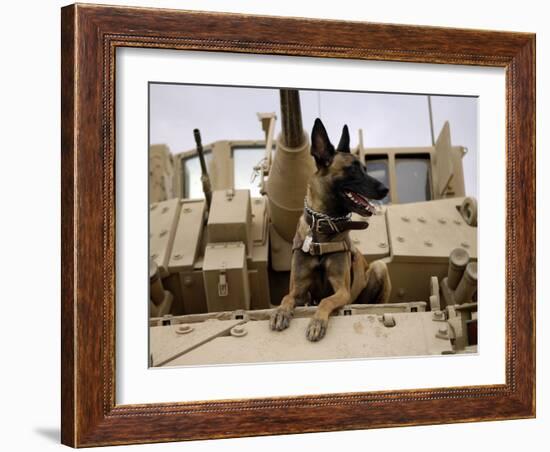 US Air Force Military Working Dog Sits on a US Army M2A3 Bradley Fighting Vehicle-Stocktrek Images-Framed Photographic Print